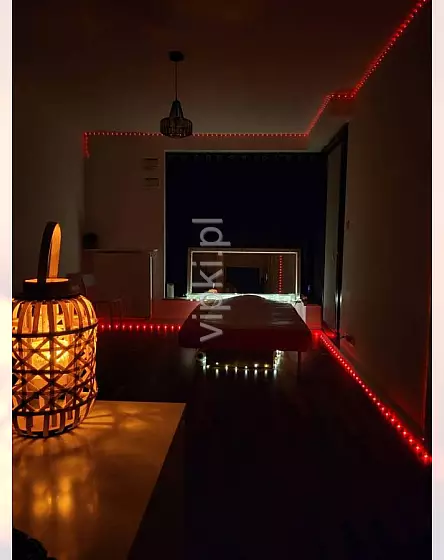 Liza szczupła kicia